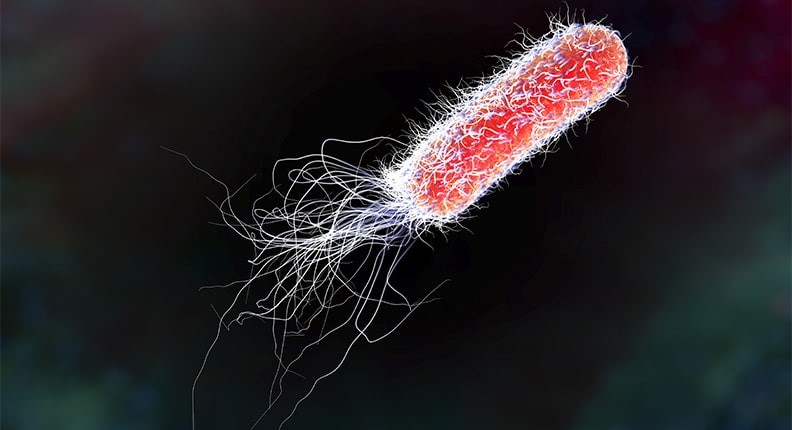 E Coli Bacteria